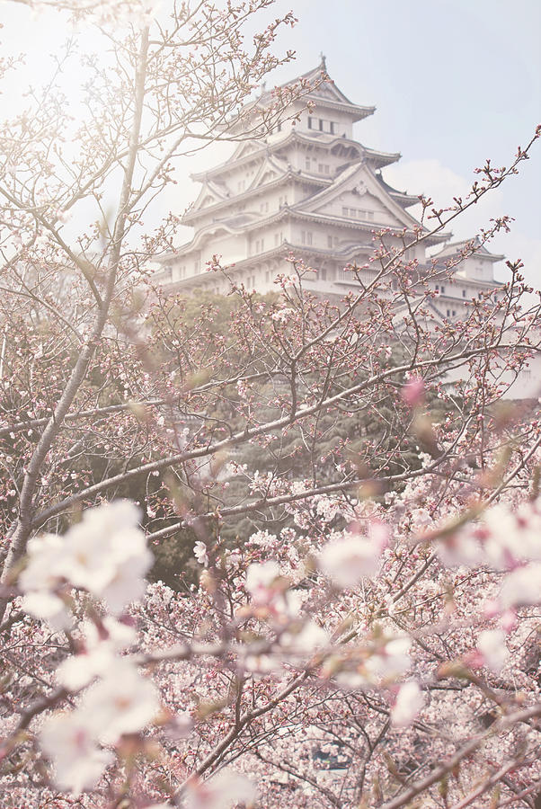 Himeji Castle Photograph - Cherry Blossoms at Himeji Castle by Margaret Goodwin Himeji Castle Photograph - Cherry Blossoms at Himeji Castle by Margaret Goodwin