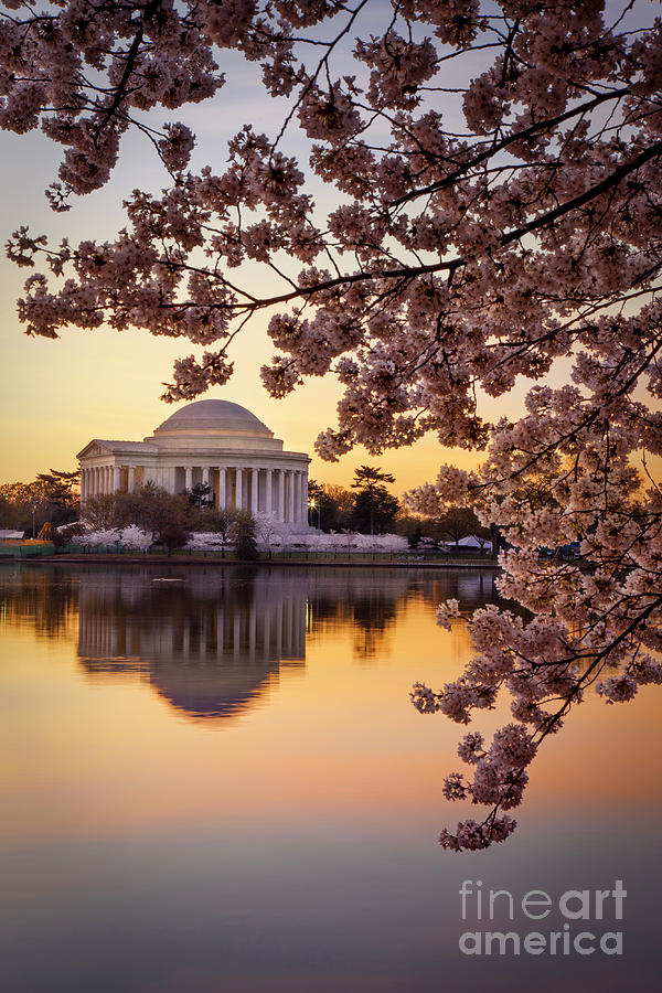 Cherry Blossoms at Jefferson Memorial Photograph by Brian Jannsen