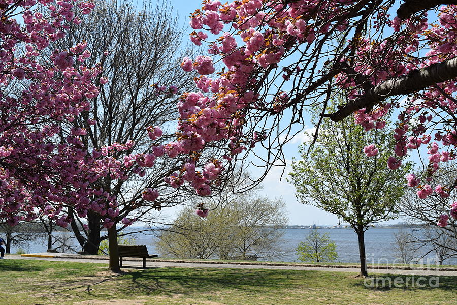 Cherry Blossoms At National Park New Jersey Photograph by Barrie Stark