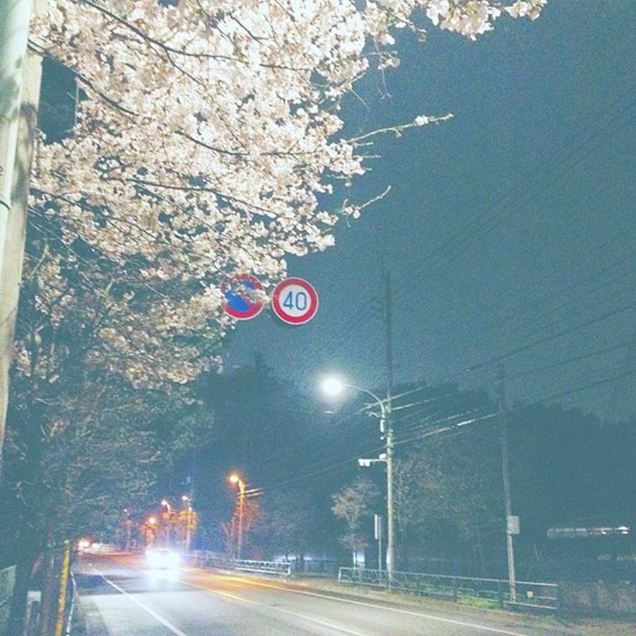 Beautiful Photograph - Cherry Blossoms At Night By The Side Of by Yoshiaki Tanaka