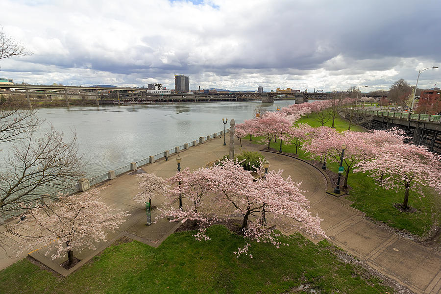 Cherry Blossoms at Portland Waterfront Photograph by Jit Lim Pixels