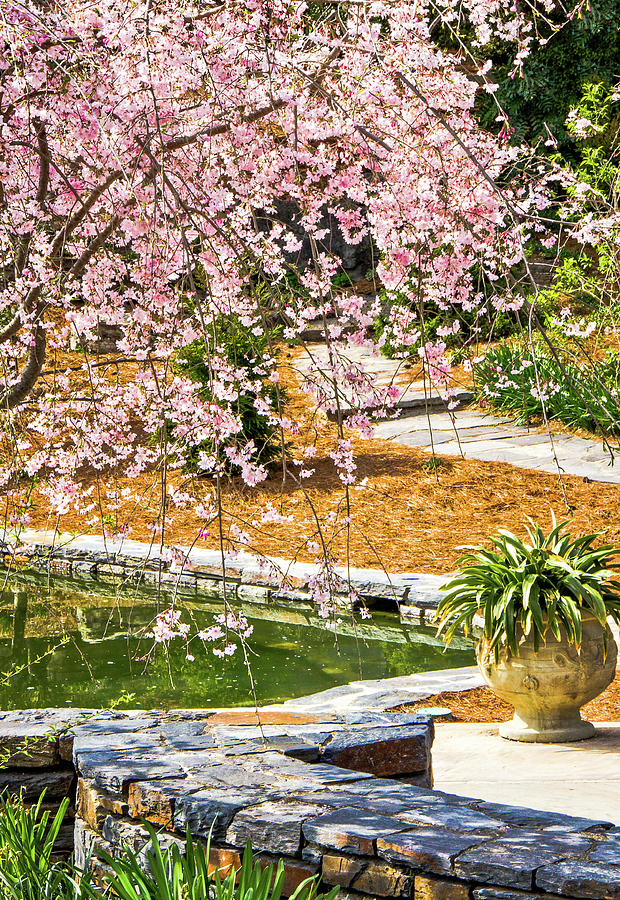 Cherry Blossoms at Sarah P Duke Gardens Photograph by Joni Eskridge