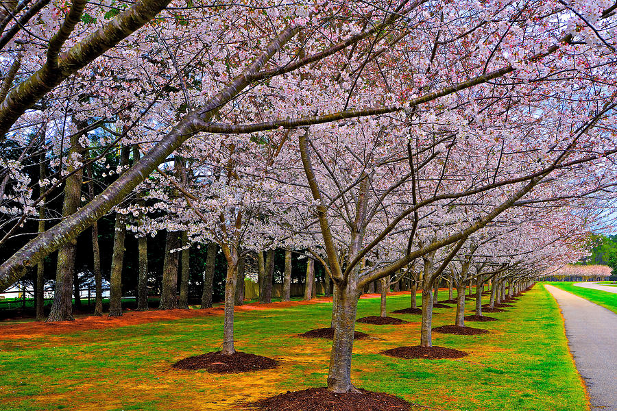 Cherry Blossoms at the Beach Photograph by Don Mercer