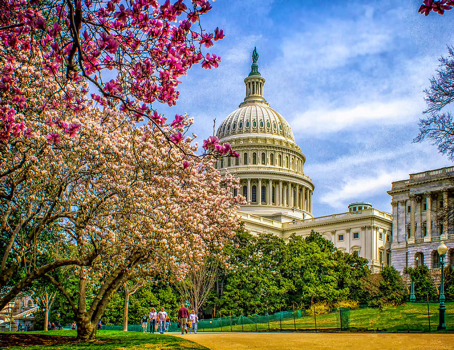 Cherry Blossoms at the Capitol Photograph by Nick Zelinsky Jr