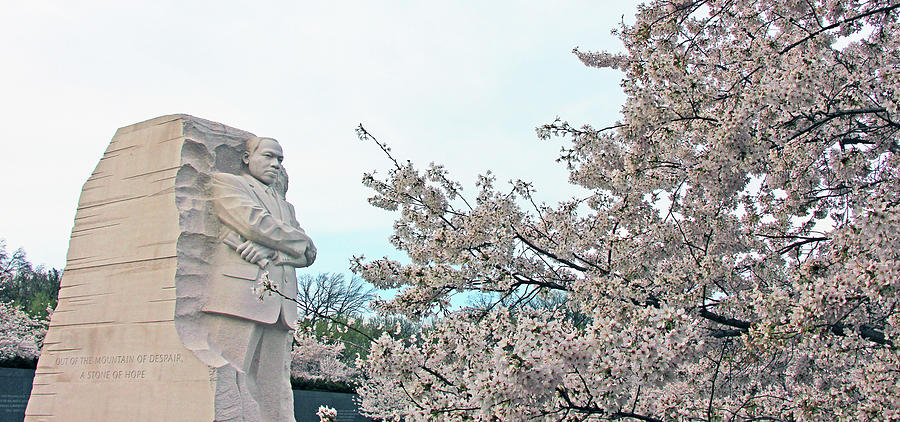 Cherry Blossoms At The Martin Luther King Memorial Photograph by Cora Wandel