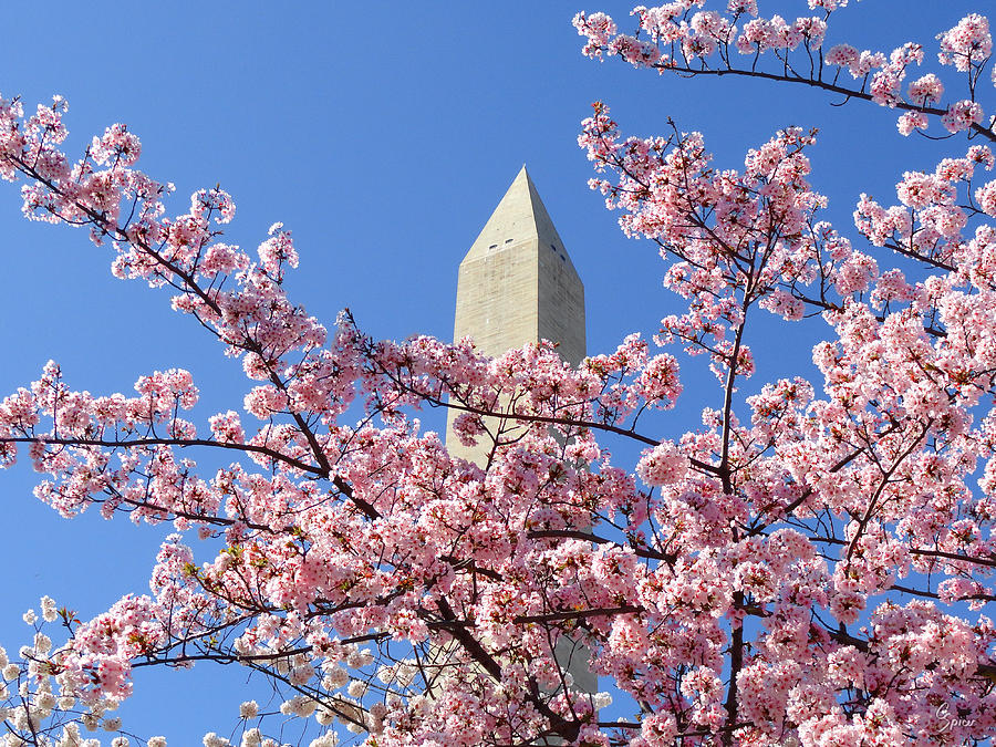 Cherry Blossoms at the Monument Photograph by Christopher Spicer