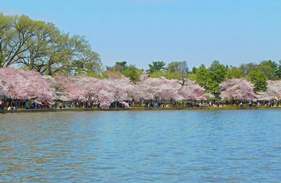 Cherry Blossoms At The Tidal Basin Photograph