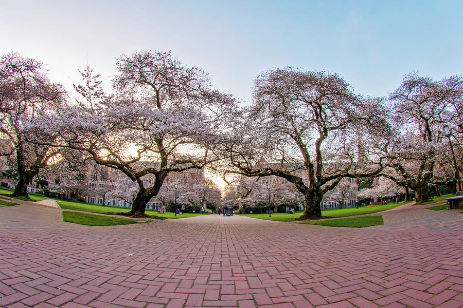 Cherry Blossoms at The University of Washington Photograph by Matt McDonald