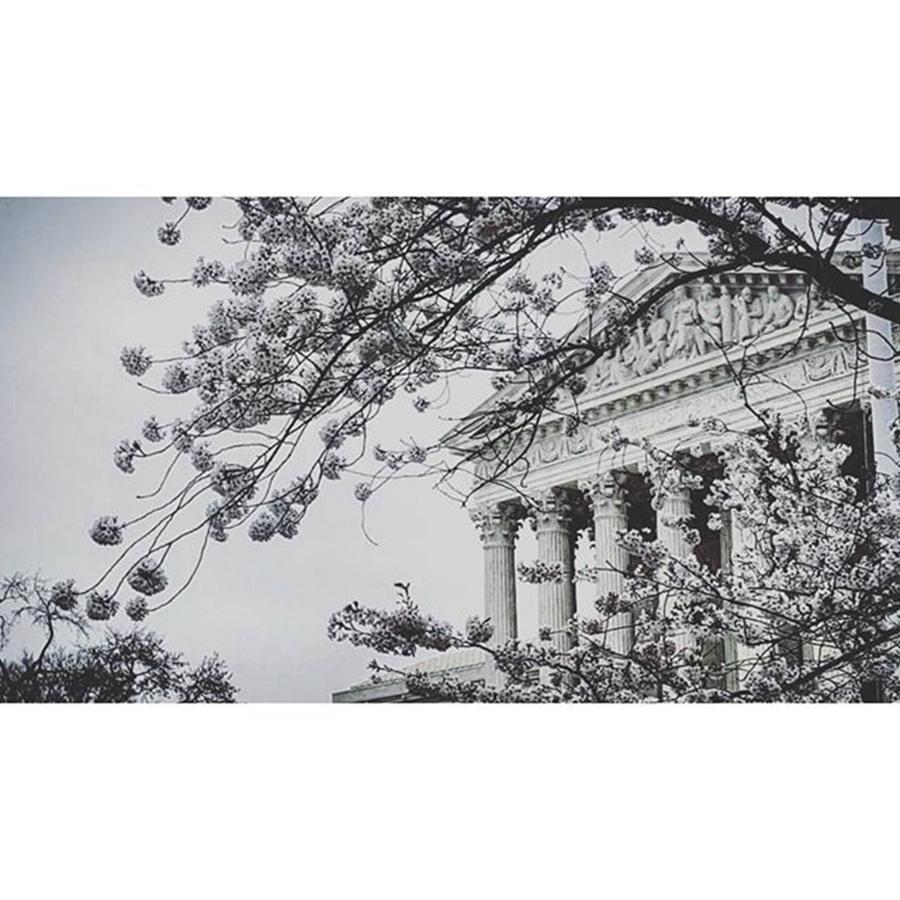 Monochrome Photograph - Cherry Blossoms At Washington by Senjuti Kundu
