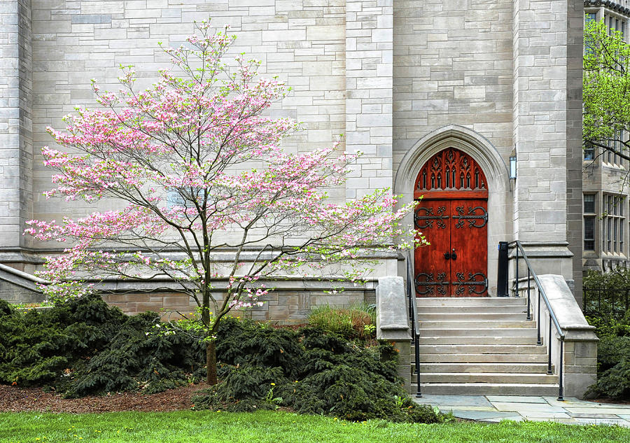 Cherry Blossoms At Yale University Photograph by Dave Mills