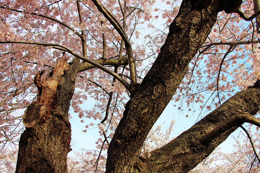Cherry Blossoms And Its Bark Photograph by Cora Wandel