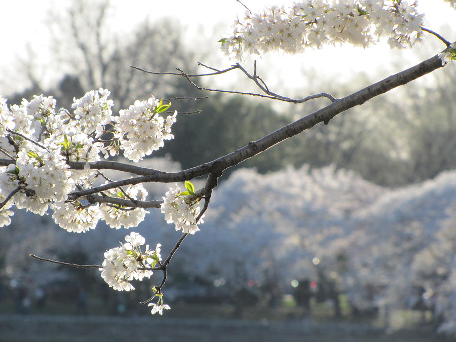 Nature Photograph - Cherry Blossoms by Bernadette Gengler