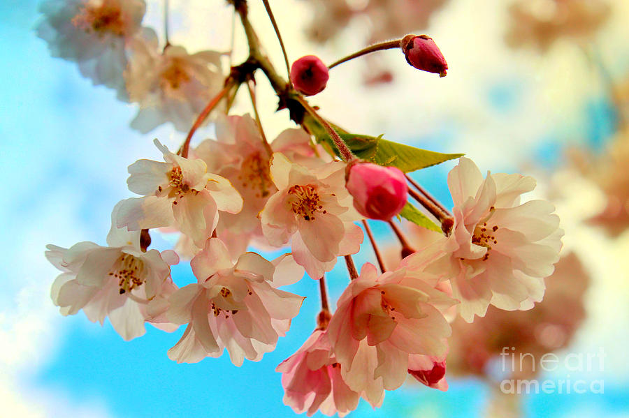 Cherry Blossoms Photograph by Beth Ferris Sale