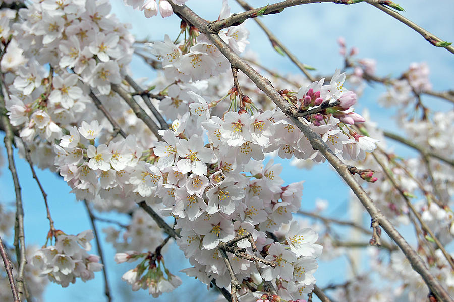 Cherry Blossoms Bliss Photograph by Mihaela Nica - Fine Art America