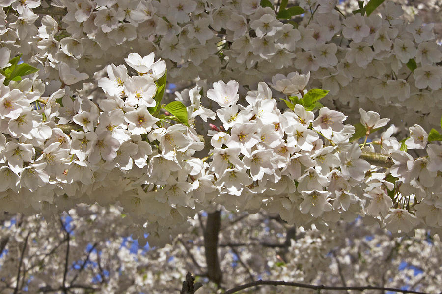 Spring Blossoms Photograph by Bob Slitzan
