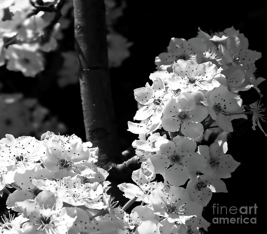 Cherry Blossoms BW Photograph by Tim Richards