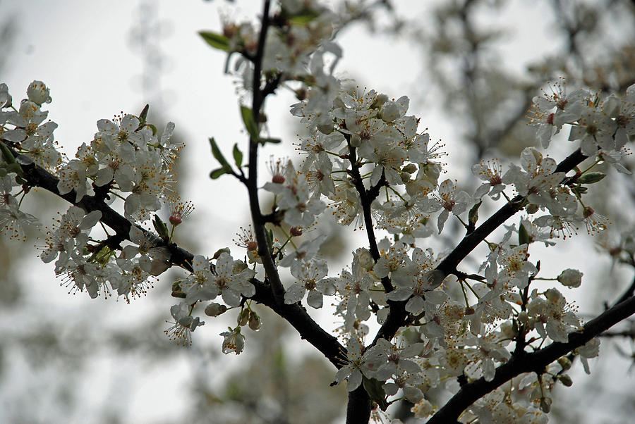 Cherry Blossoms Photograph by Carol Eliassen