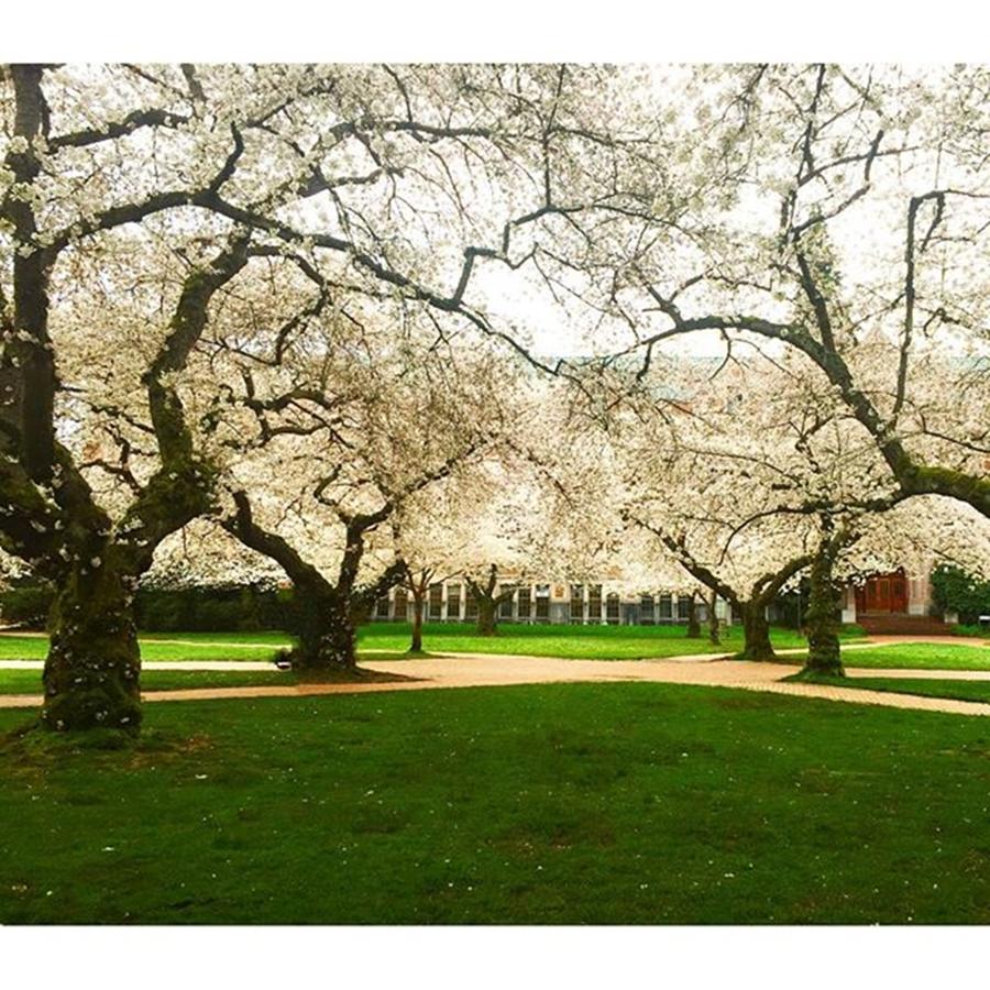 Seattle Photograph - Cherry Blossoms! #cherrytrees by Kelly Hasenoehrl