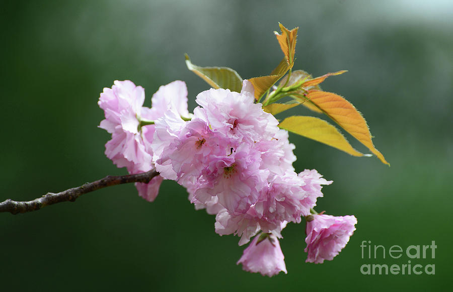Cherry Blossoms Photograph by Cindy Manero