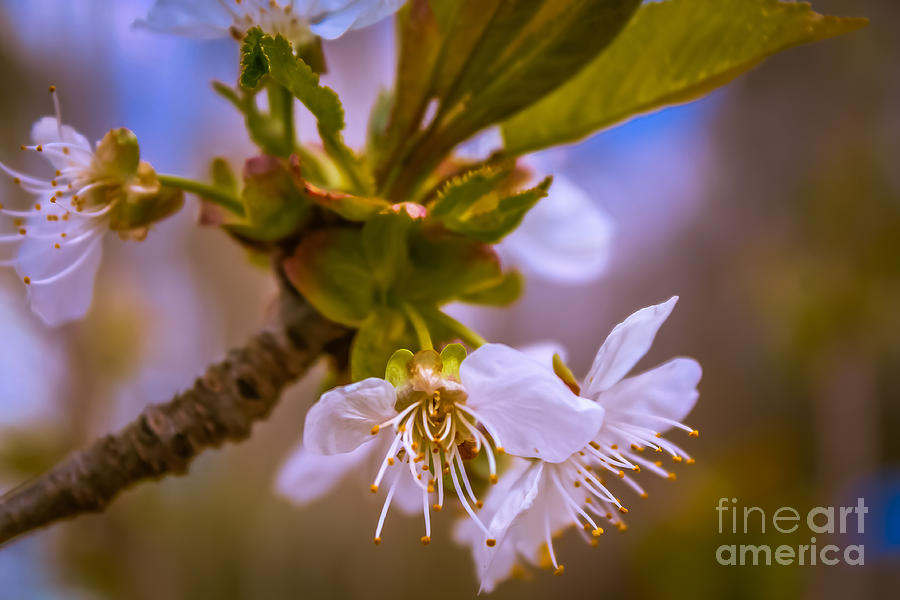 Cherry blossoms Photograph by Claudia M Photography