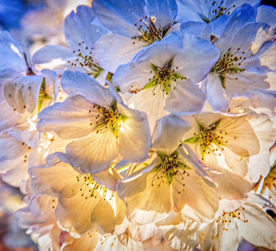 Flower Photograph - Cherry Blossoms close-up by Gail Brown-Niles
