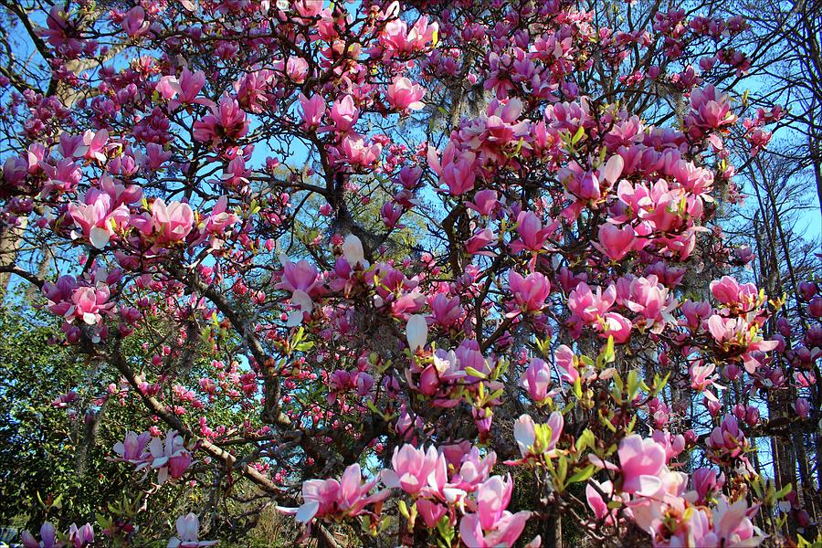 Pink Magnolia Blossoms Photograph by Cynthia Guinn