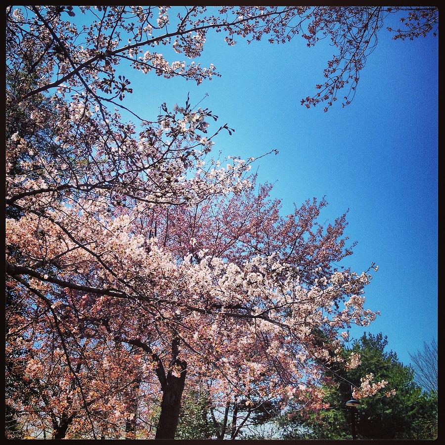 Cherry Blossoms DC 2 Photograph by Will Felix