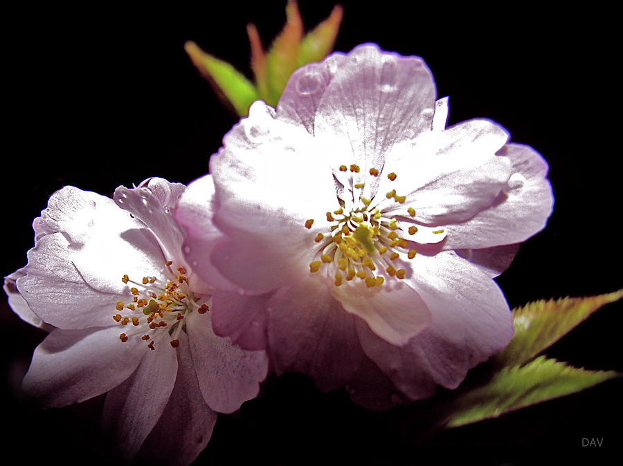 Cherry Blossoms Photograph by Debra     Vatalaro
