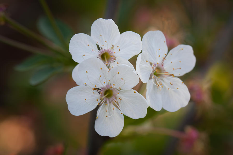 Nature Photograph - Cherry blossoms by Devis Martusevicius