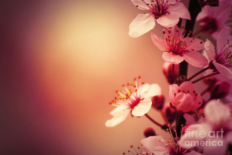 Cherry Blossoms Photograph by Dimitar Hristov