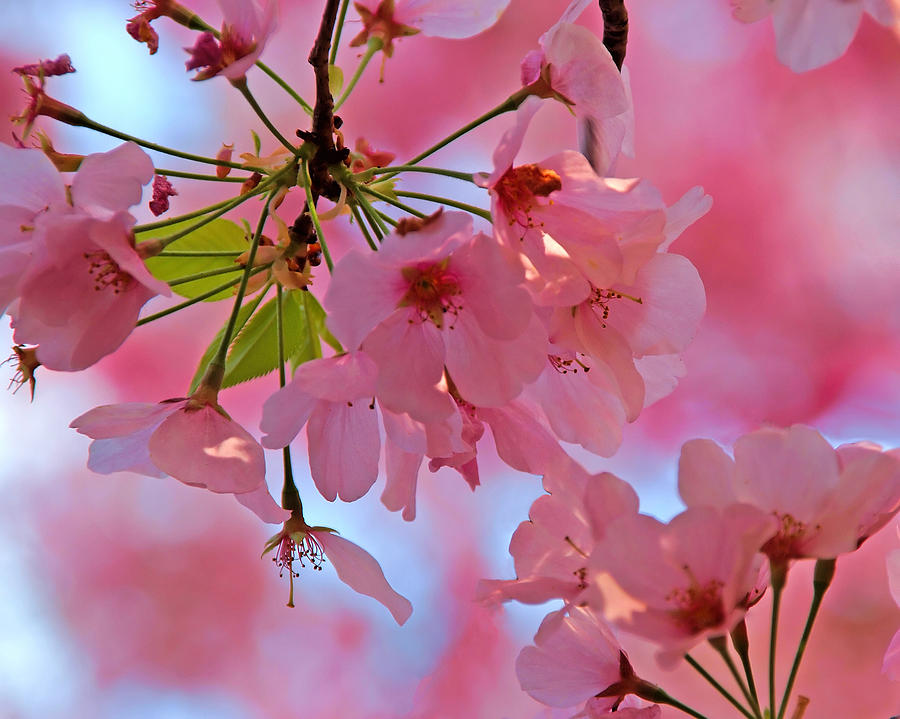 Cherry Blossoms by Don Keisling Cherry Blossoms by Don Keisling