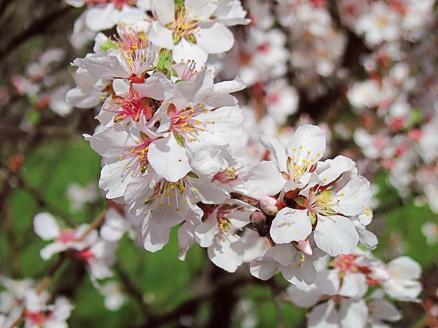 Cherry Blossoms Digital Art by Doug Morgan