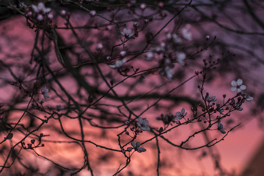 Cherry Blossoms during a Spring Sunset Photograph by Matt McDonald