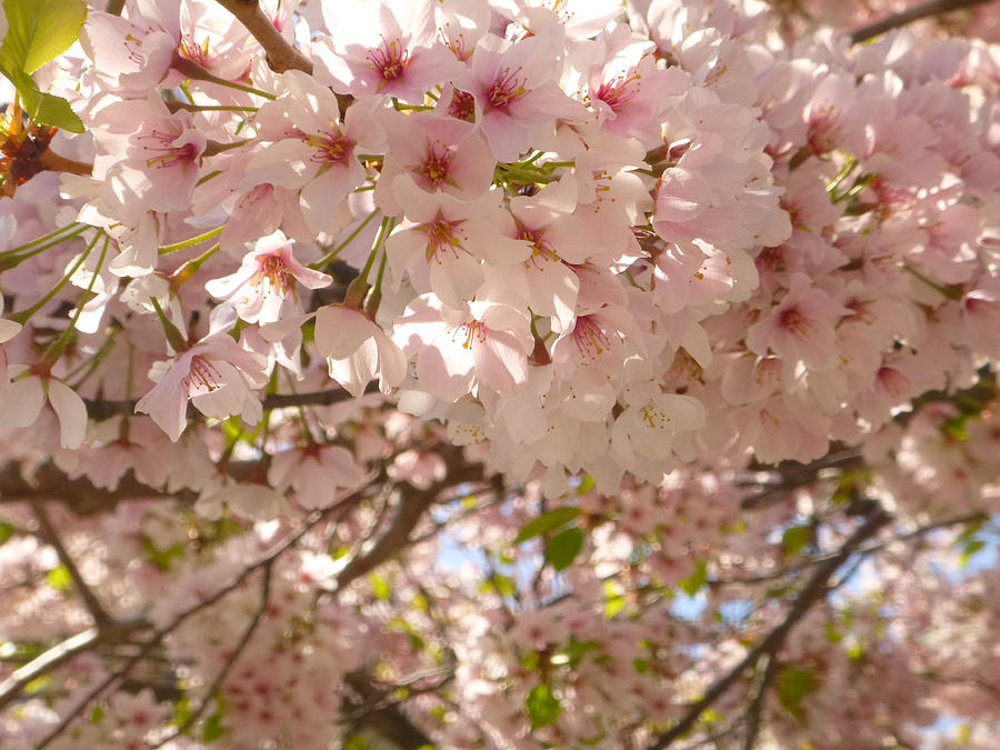 Cherry Blossoms Photograph by Ellen Paull