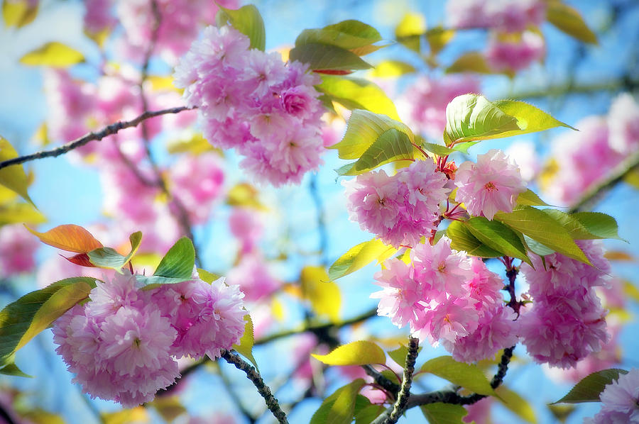 Charming Cherry Blossoms Photograph by Emerita Wheeling