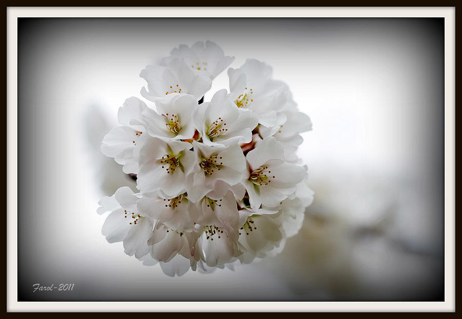Cherry Blossoms Photograph by Farol Tomson
