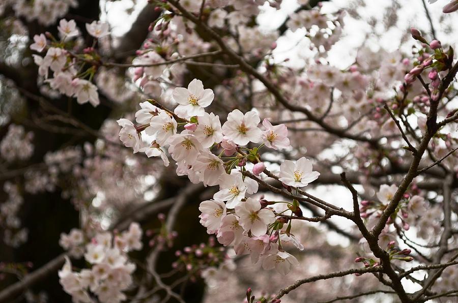 Cherry Blossoms flowers Arashiyama Japan travel diaries Photograph by Manjiri Kanvinde