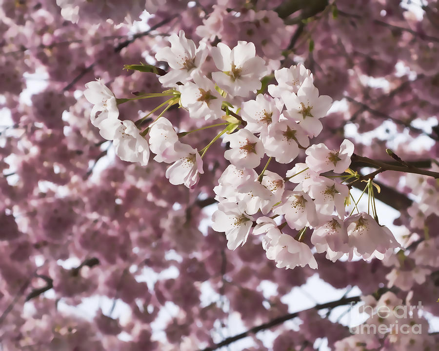 Cherry Blossoms for Spring Photograph by Maria Janicki