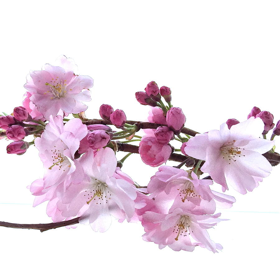 Cherry Blossoms For You Photograph