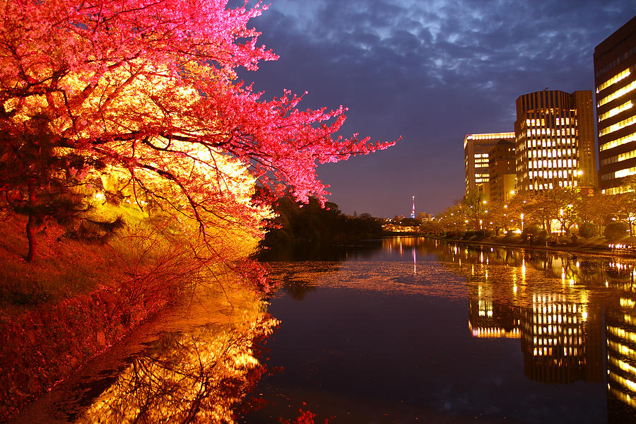 Sunset Photograph - Cherry Blossoms/fukuoka,japan by Tamkats Ry