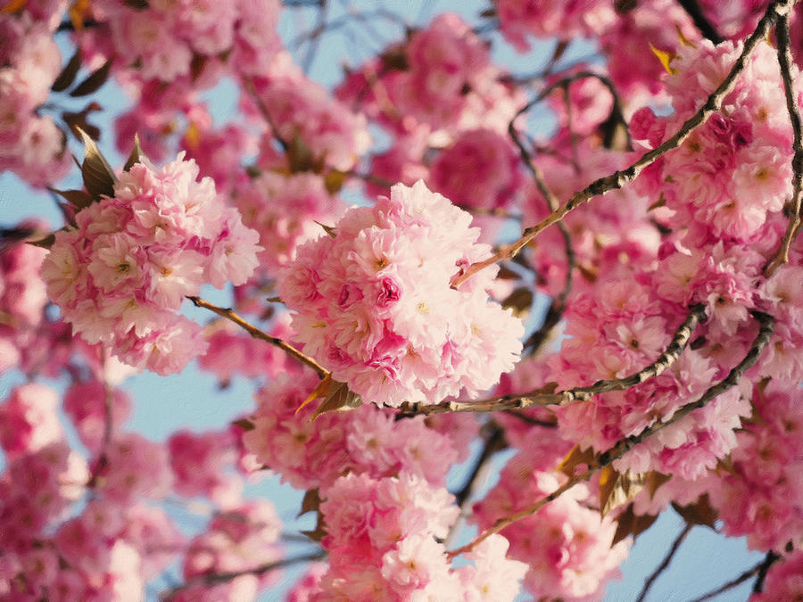 Spring Mixed Media - Cherry Blossoms Galore by Georgiana Romanovna