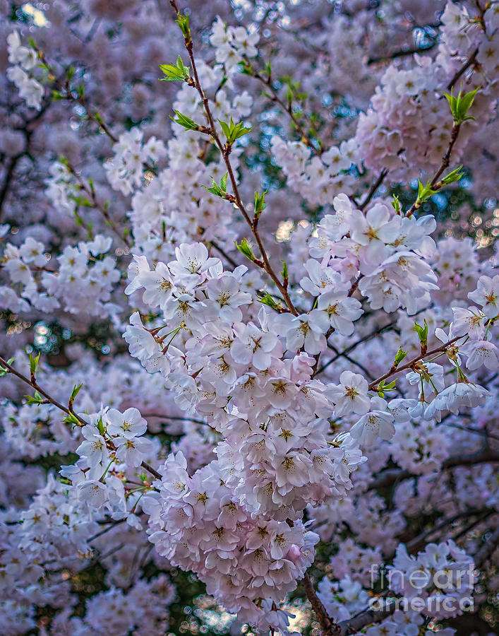 Cherry blossoms galore Photograph by Izet Kapetanovic