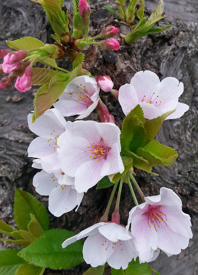 Cherry Blossoms Growing On Tree Trunk Photograph by Emmy Marie Vickers