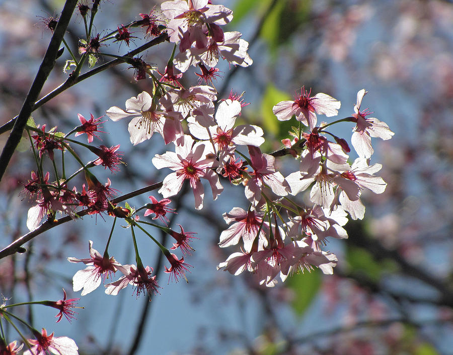 Cherry Blossoms Photograph by Helaine Cummins