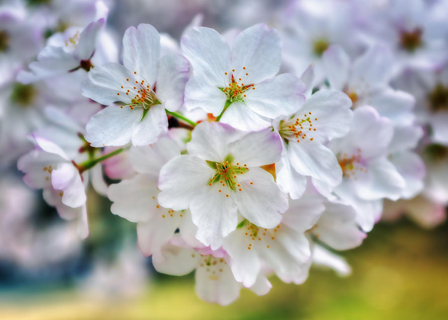 Cherry Blossoms II Photograph by Bill Dodsworth