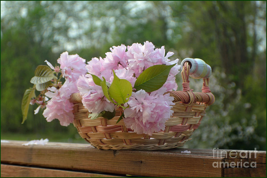 Still Life Photograph - Cherry Blossoms In A Basket by Luv Photography