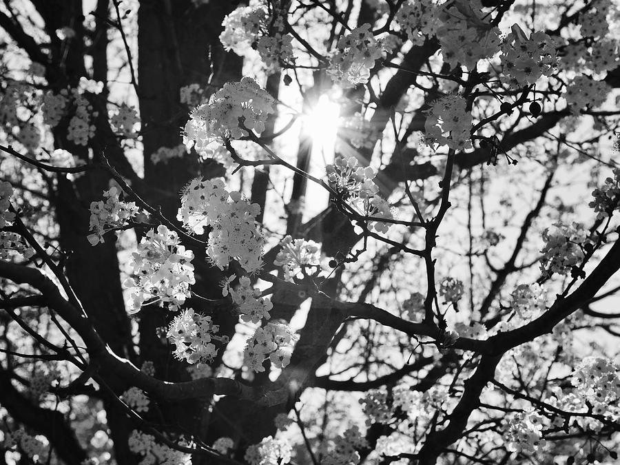 Pear Blossoms in Black and White Photograph by Rachel Morrison