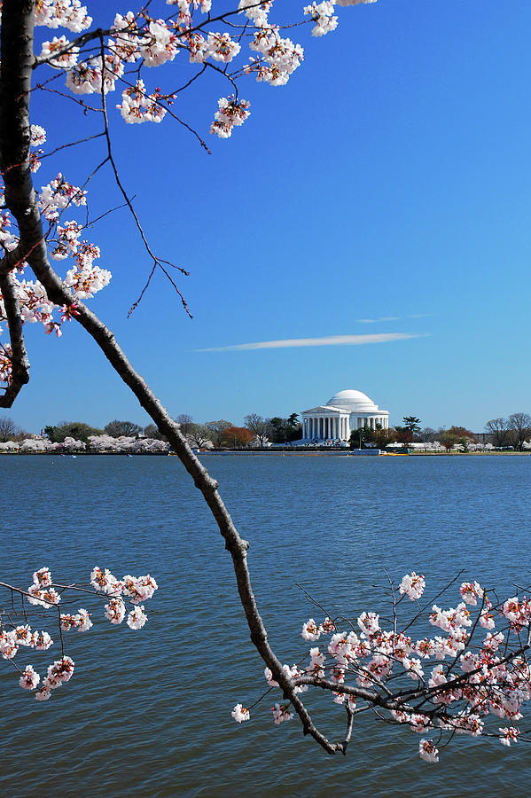 Cherry Blossoms in DC Photograph by James Kirkikis