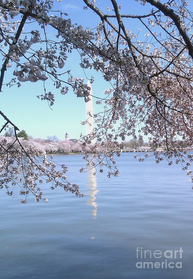 Cherry Blossoms in DC Photograph by Nancy Worrell