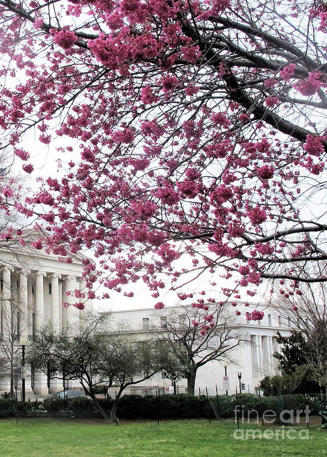 Cherry Blossoms in DC Photograph by Ruth Jolly